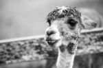 Alpaca In A Field. Black And White  Stock Photo