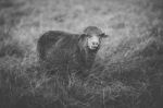 Sheep On The Farm During The Day Stock Photo