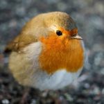 Robin (erithacus Rubecula) On The Ground Stock Photo