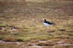 Black-winged Stilt (himantopus Himantopus) Stock Photo