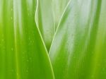 Crinum Lily Leave With Rain Droplet Stock Photo