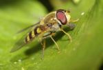 Hover Bee Stock Photo