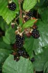 Blackberries Stock Photo