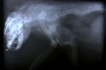 X Ray Picture Of Wild Animal Stock Photo