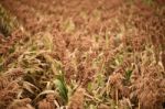 Field Of Australian Sorghum Stock Photo