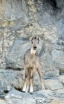 Goral Stock Photo