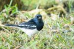 Beautiful Sooty-headed Bulbul (pycnonotus Aurigaster) Stock Photo