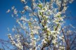 Cherry Blossoms Stock Photo