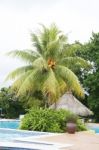 Swimming Pool With Palm Tree  Stock Photo