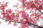 Cherry Blossoms At Sky Stock Photo