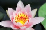 Water Lily Stock Photo