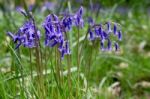 Bluebells In Full Bloom Stock Photo