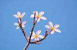 Beautiful Pink Plumeria On Tree Stock Photo