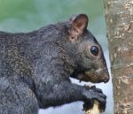 Image Of A Funny Black Squirrel Eating Nuts Stock Photo