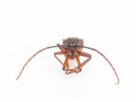 Coconut Beetle Isolated On White Background Stock Photo