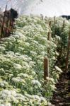 White Chrysanthemum Morifolium Flowers Farms Stock Photo