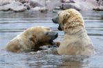 Polar Bear (ursus Maritimus) Stock Photo