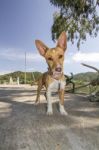 Cool Cute Domestic Pet Dog Stock Photo