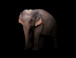 Female Asia Elephant In The Dark Stock Photo