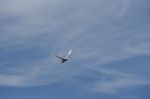 White Gannet Stock Photo