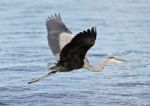 Beautiful Isolated Image With A Funny Great Heron Flying Near The Water Stock Photo