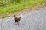 Weka (gallirallus Australis) Stock Photo