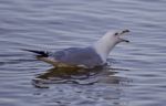 Beautiful Isolated Image With A Gull Screaming In The Lake Stock Photo