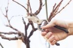 Grape Pruning Stock Photo