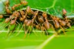 Red Ant Teamwork Stock Photo