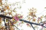 Flowers And Branches At Sky Stock Photo