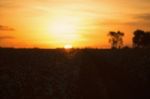 Cotton Field In Oakey, Queensland Stock Photo