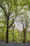 Bluebells In Staffhurst Woods Near Oxted Surrey Stock Photo