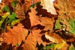 Autumn Leaves Stock Photo