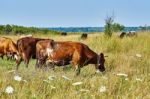 Cow On A Summer Pasture Stock Photo