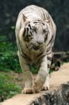 White Tiger Stock Photo