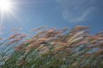 
Grass, Sky, Sun, Beautiful Late Stock Photo