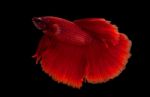 Red Fighting Fish Stock Photo