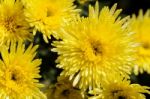 Close Up Yellow Chrysanthemum Morifolium Flowers Stock Photo