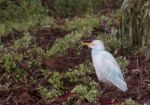 Great Egret Bird Stock Photo