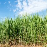 Sugarcane And Blue Sky Stock Photo