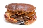 Cancer Pagurus Sea Crab On White Background Stock Photo