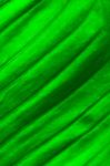 Fresh Green Leaf Stock Photo