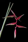 Heliconia Rostrata On Black With Water Droplets Stock Photo