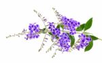 Purple Flowers Isolated On The White Background Stock Photo