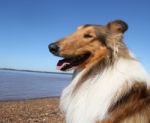 Collie Dog On The Beach Stock Photo