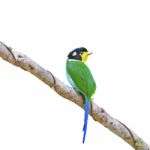 Long-tailed Broadbill Stock Photo