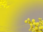 Mimose Stock Photo