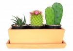 Cactus ( Pereskia , Echinocactus , Opuntia )  Isolated Backgroun Stock Photo