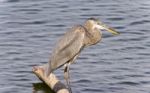 Picture With A Great Blue Heron Watching Somewhere Stock Photo