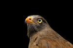 Rufous-winged Buzzard Stock Photo